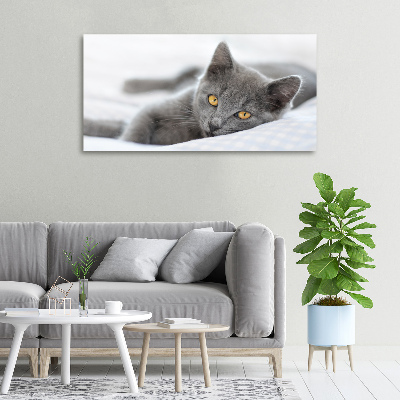 Tableau mural sur toile Chat gris