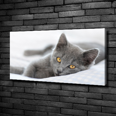 Tableau mural sur toile Chat gris