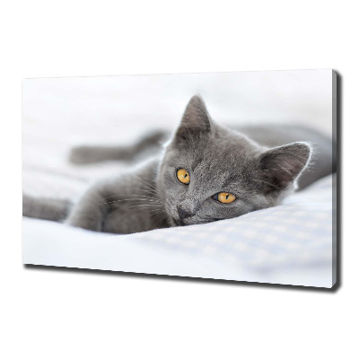 Tableau mural sur toile Chat gris