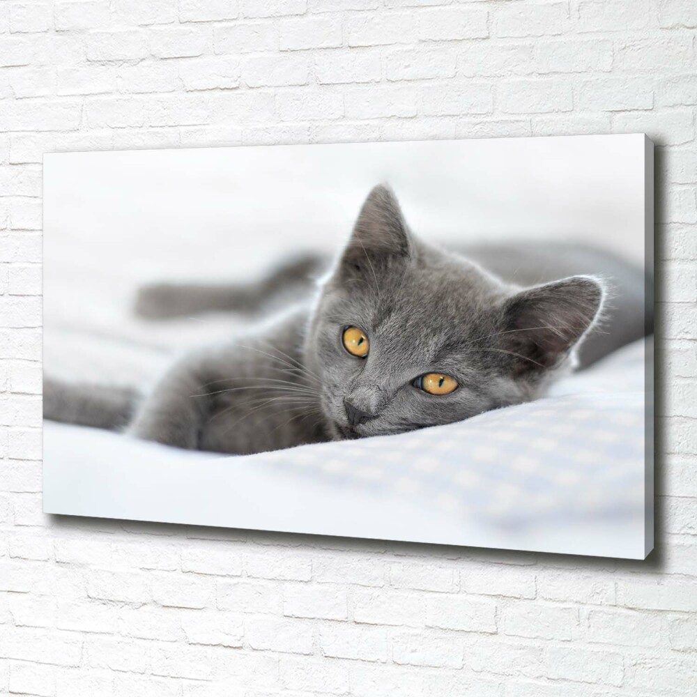 Tableau mural sur toile Chat gris