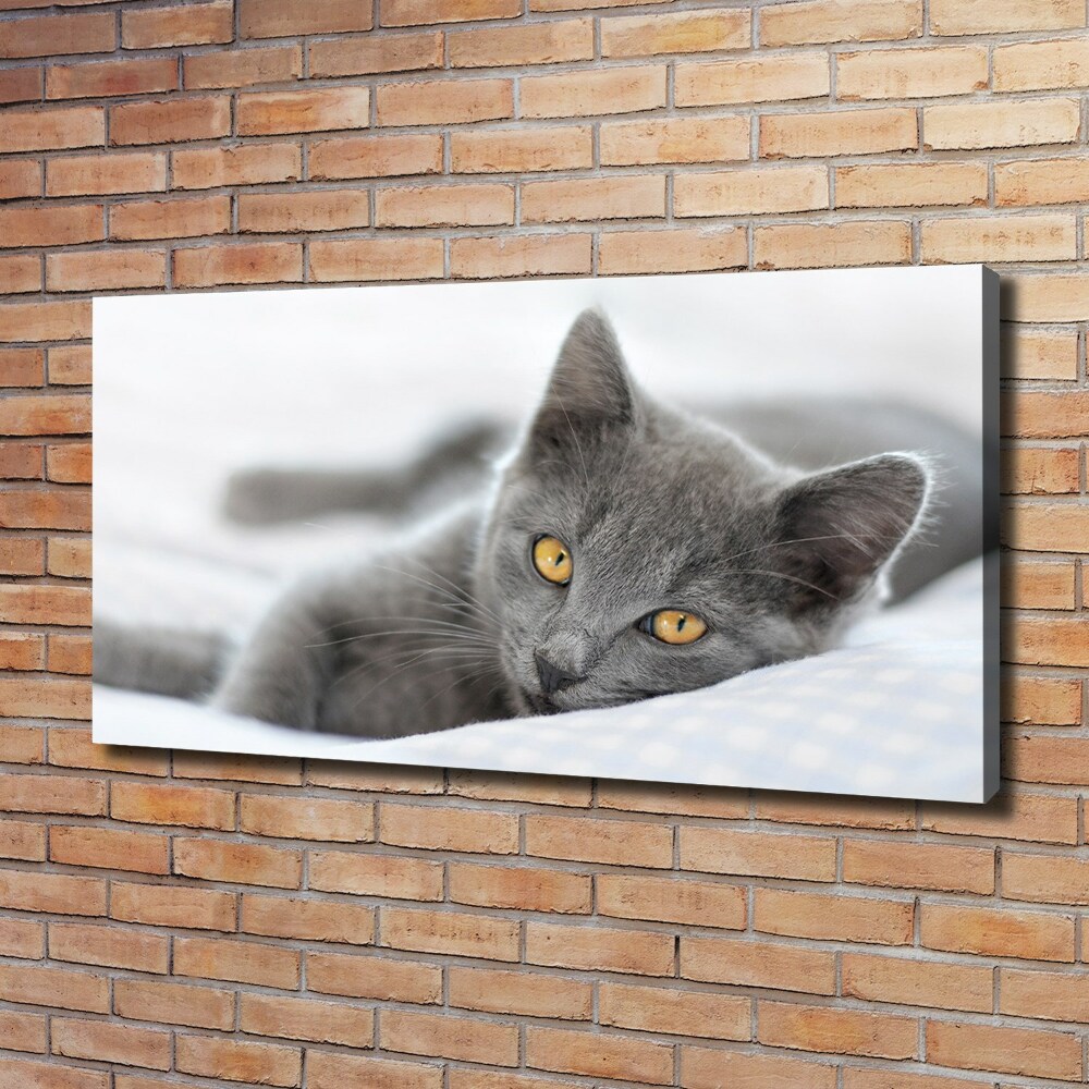 Tableau mural sur toile Chat gris