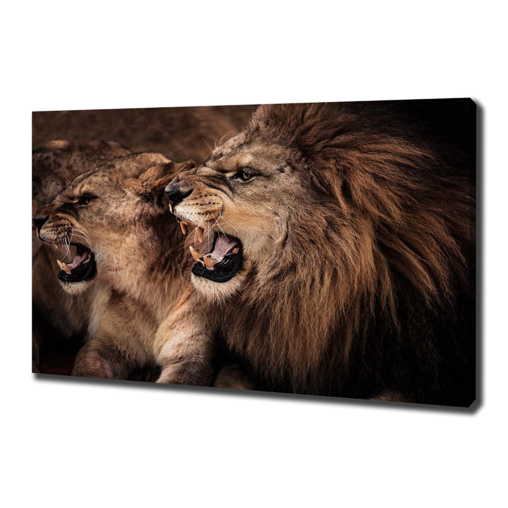 Tableau mural sur toile Lions rugissants