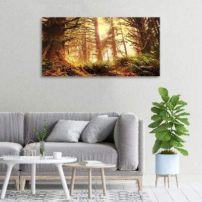 Tableau photo sur toile Forêt pluviale