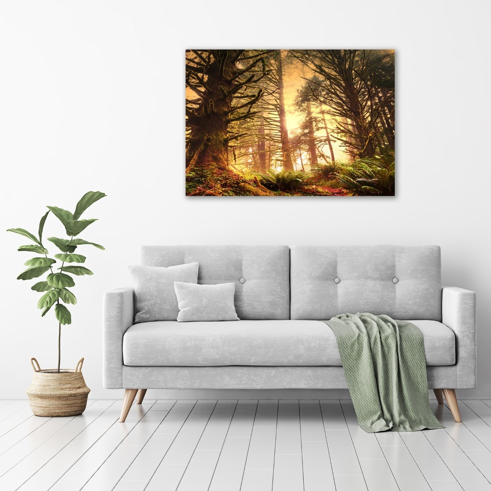 Tableau photo sur toile Forêt pluviale