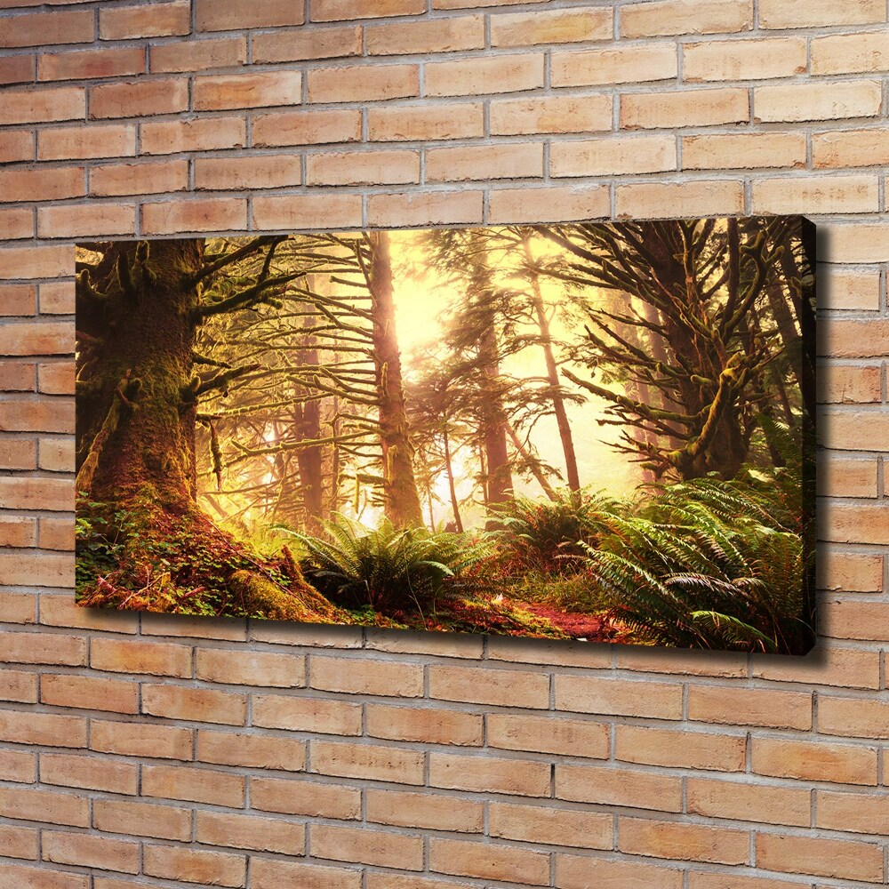 Tableau photo sur toile Forêt pluviale