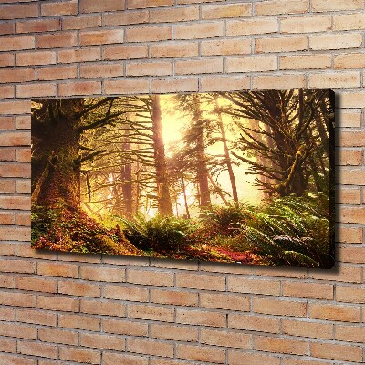 Tableau photo sur toile Forêt pluviale