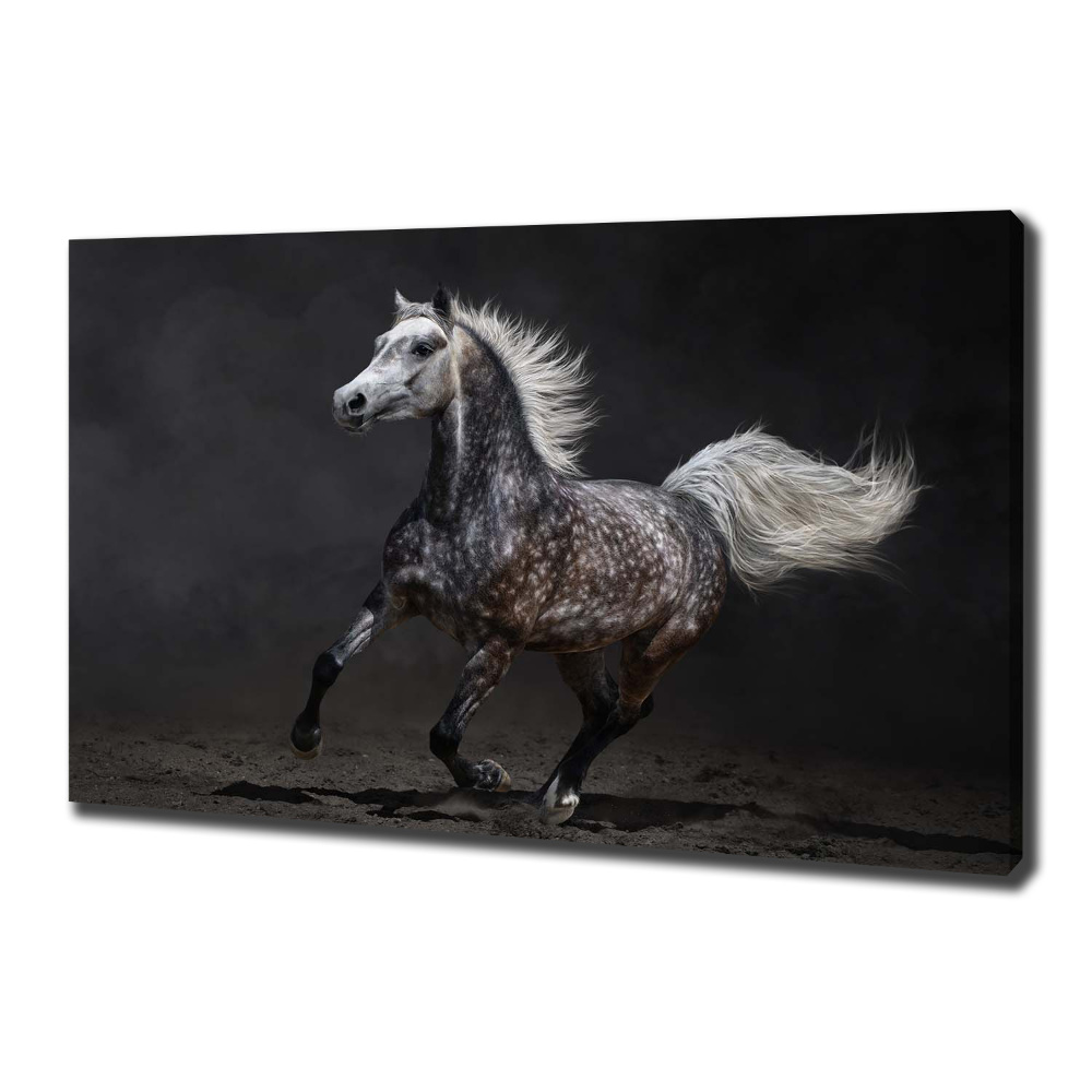 Tableau toile imprimée Cheval arabe gris