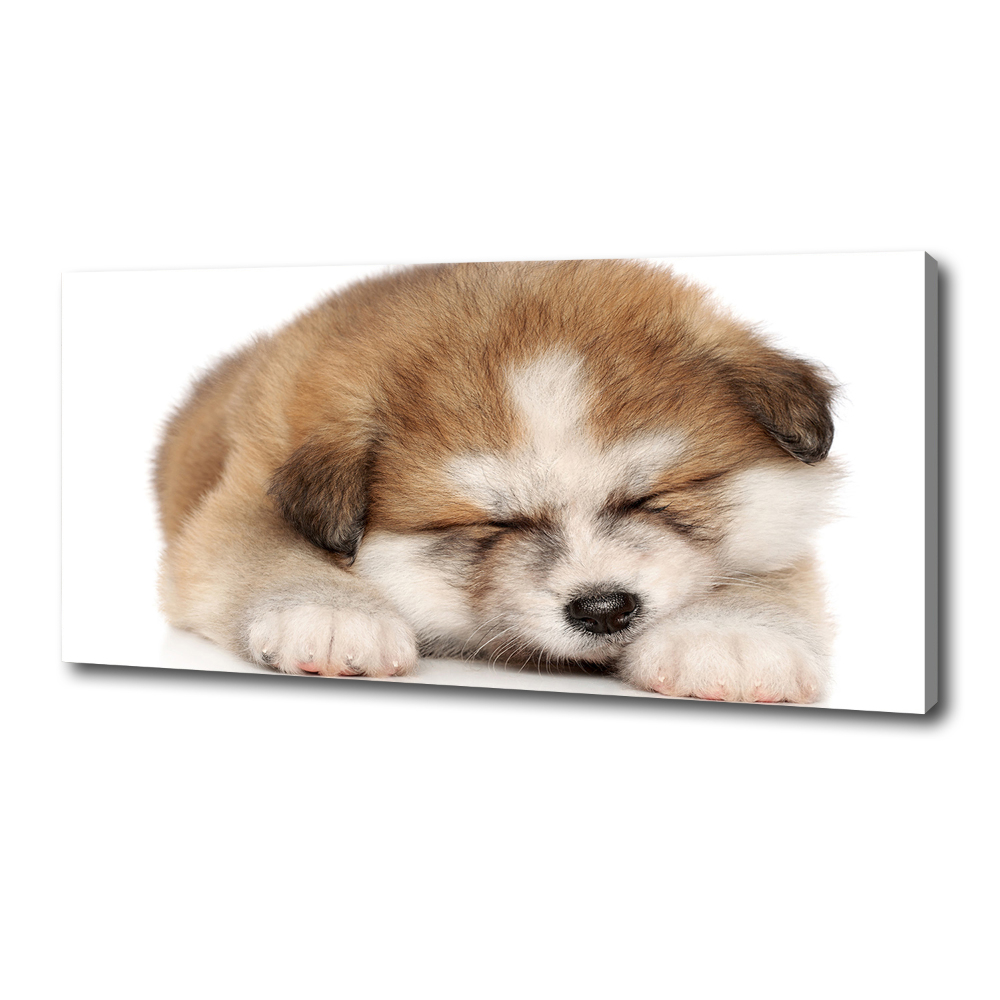 Tableau sur toile Chiot Akita