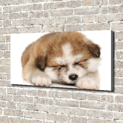 Tableau sur toile Chiot Akita