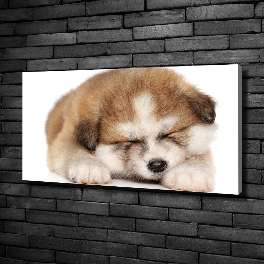 Tableau sur toile Chiot Akita