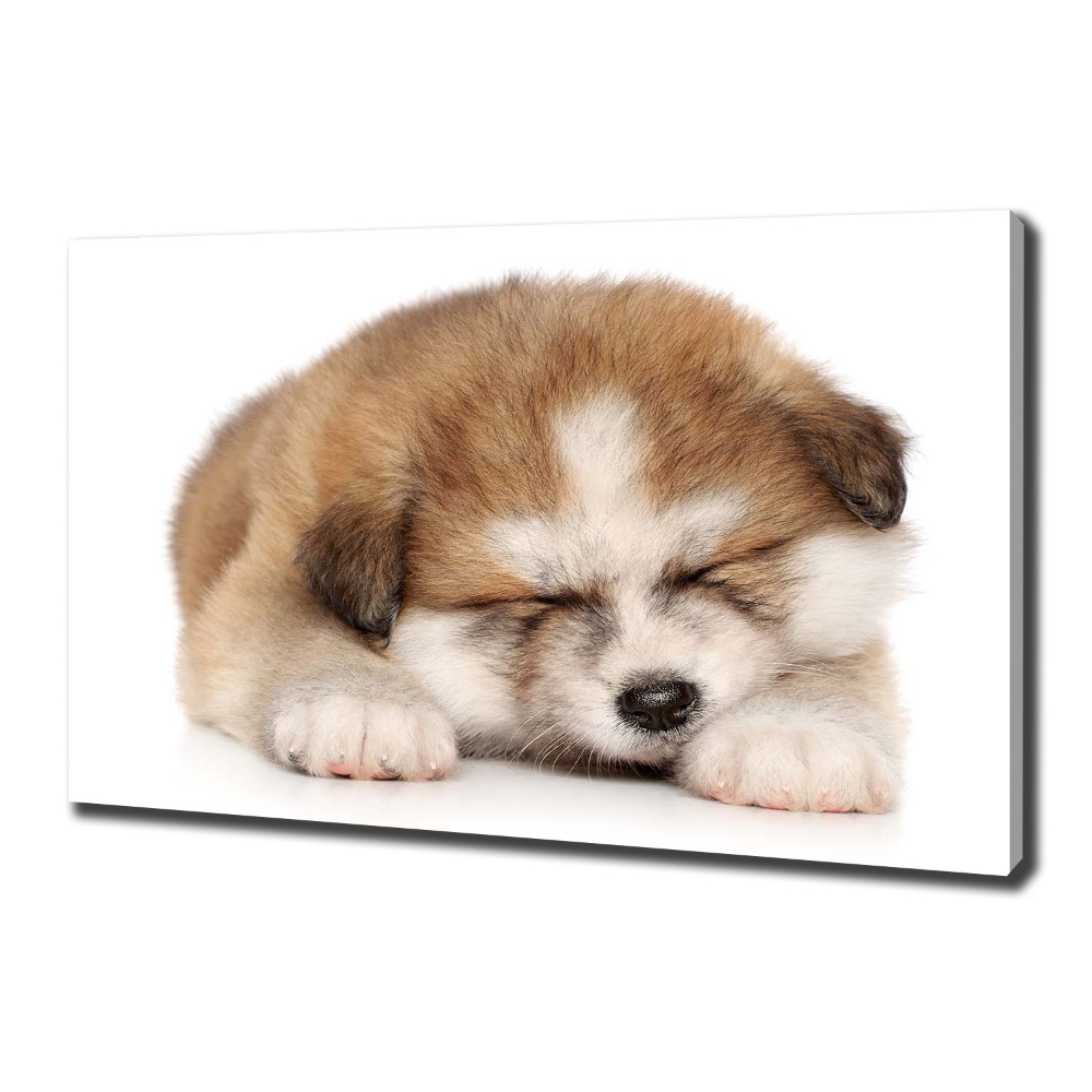 Tableau sur toile Chiot Akita