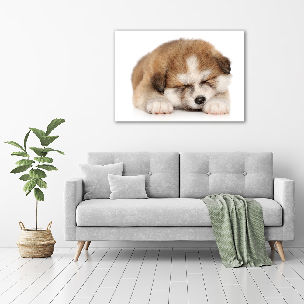 Tableau sur toile Chiot Akita