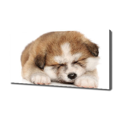 Tableau sur toile Chiot Akita