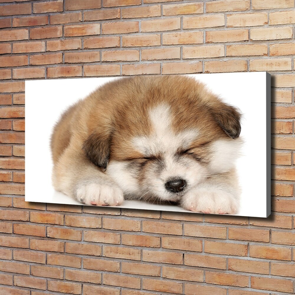 Tableau sur toile Chiot Akita