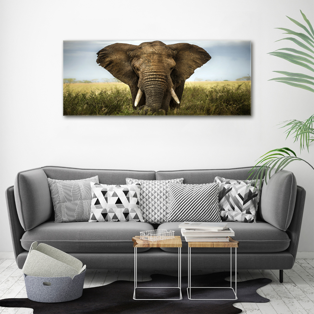 Tableau imprimé sur toile Eléphant dans la savane