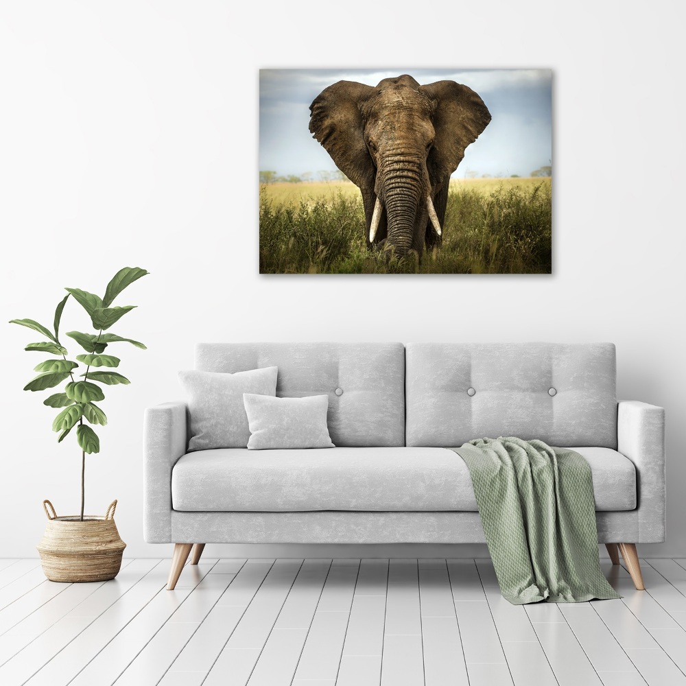 Tableau imprimé sur toile Eléphant dans la savane