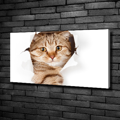 Tableau imprimé sur toile Chat