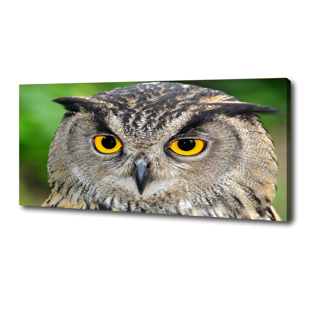 Tableau photo sur toile Hibou