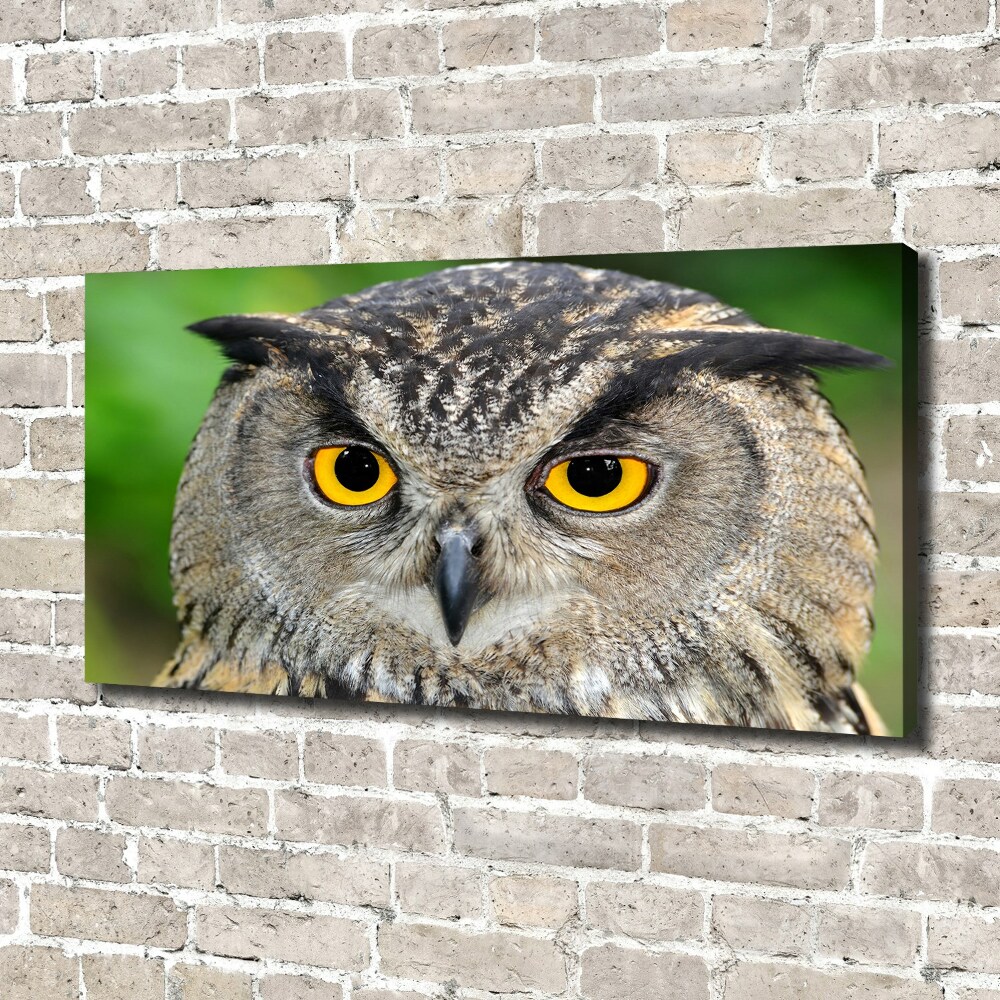 Tableau photo sur toile Hibou