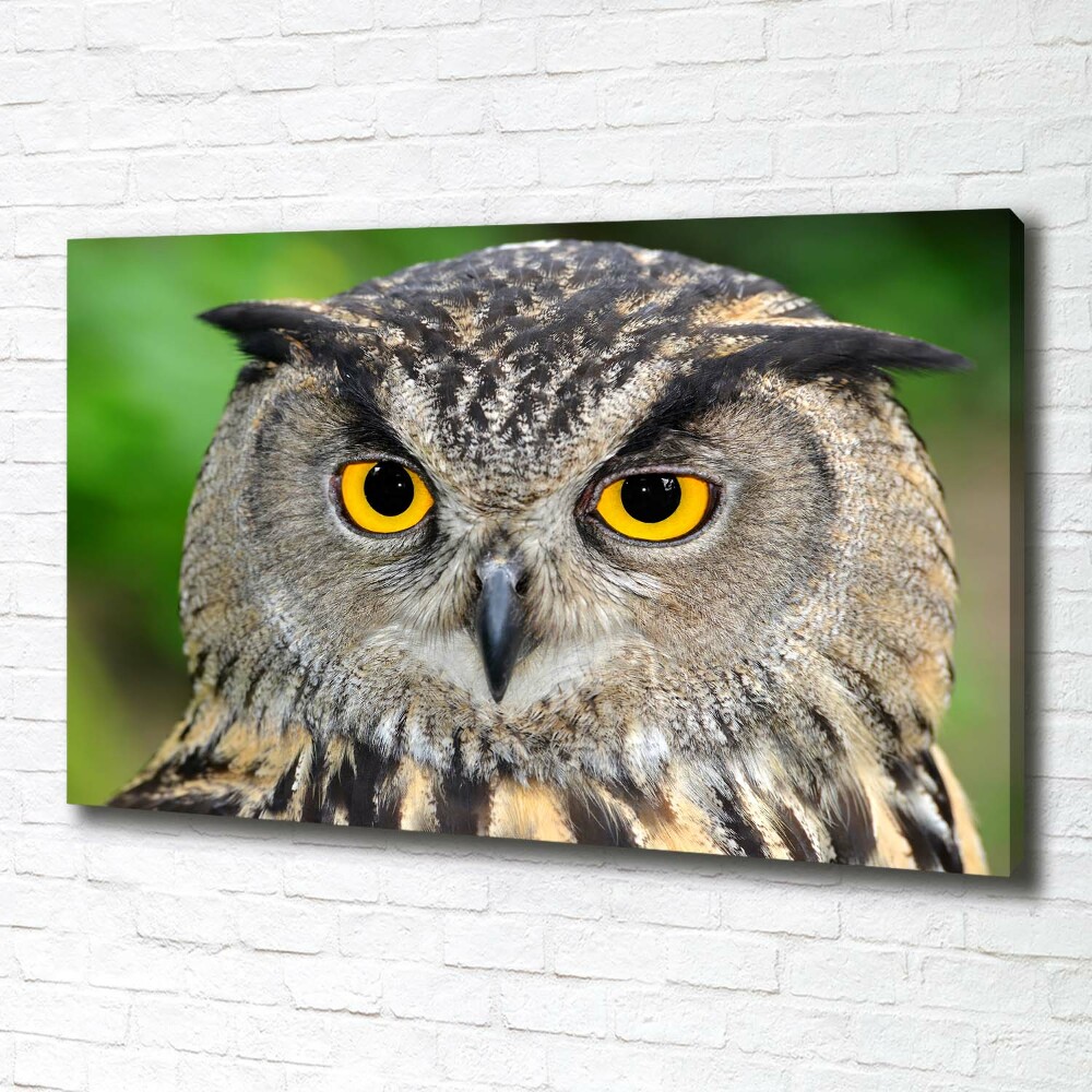 Tableau photo sur toile Hibou