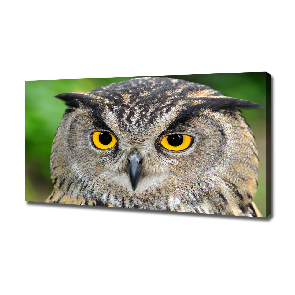 Tableau photo sur toile Hibou