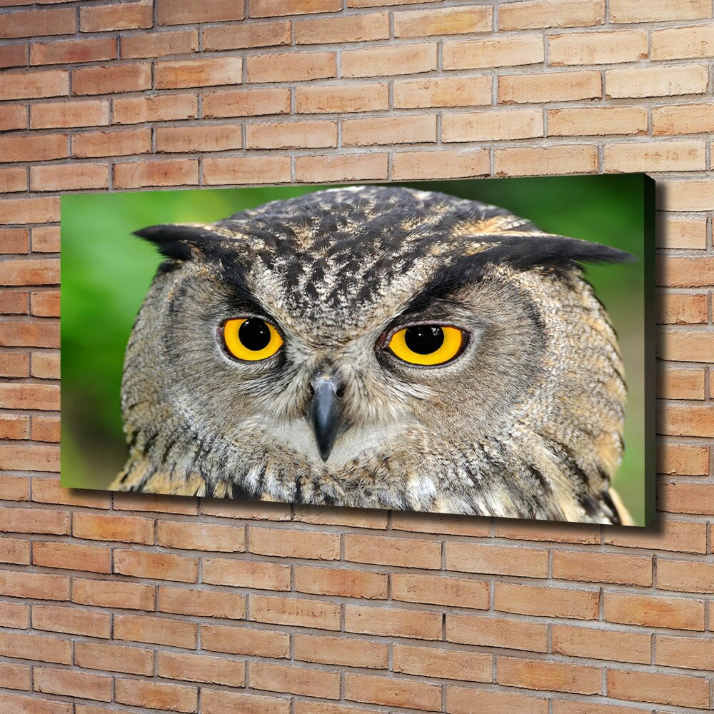 Tableau photo sur toile Hibou