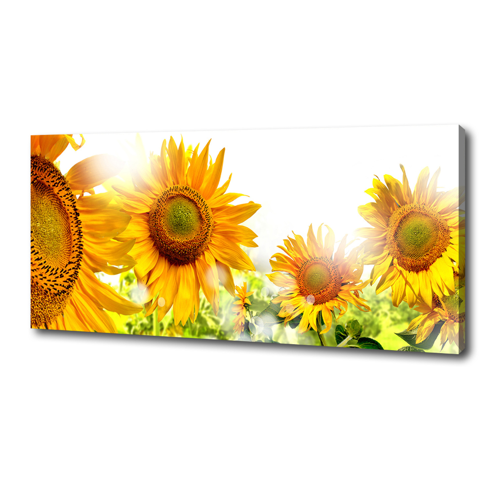 Tableau imprimé sur toile Tournesol