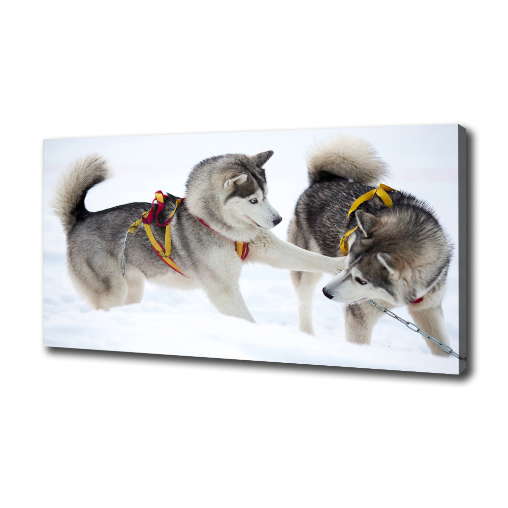 Tableau sur toile Husky en hiver