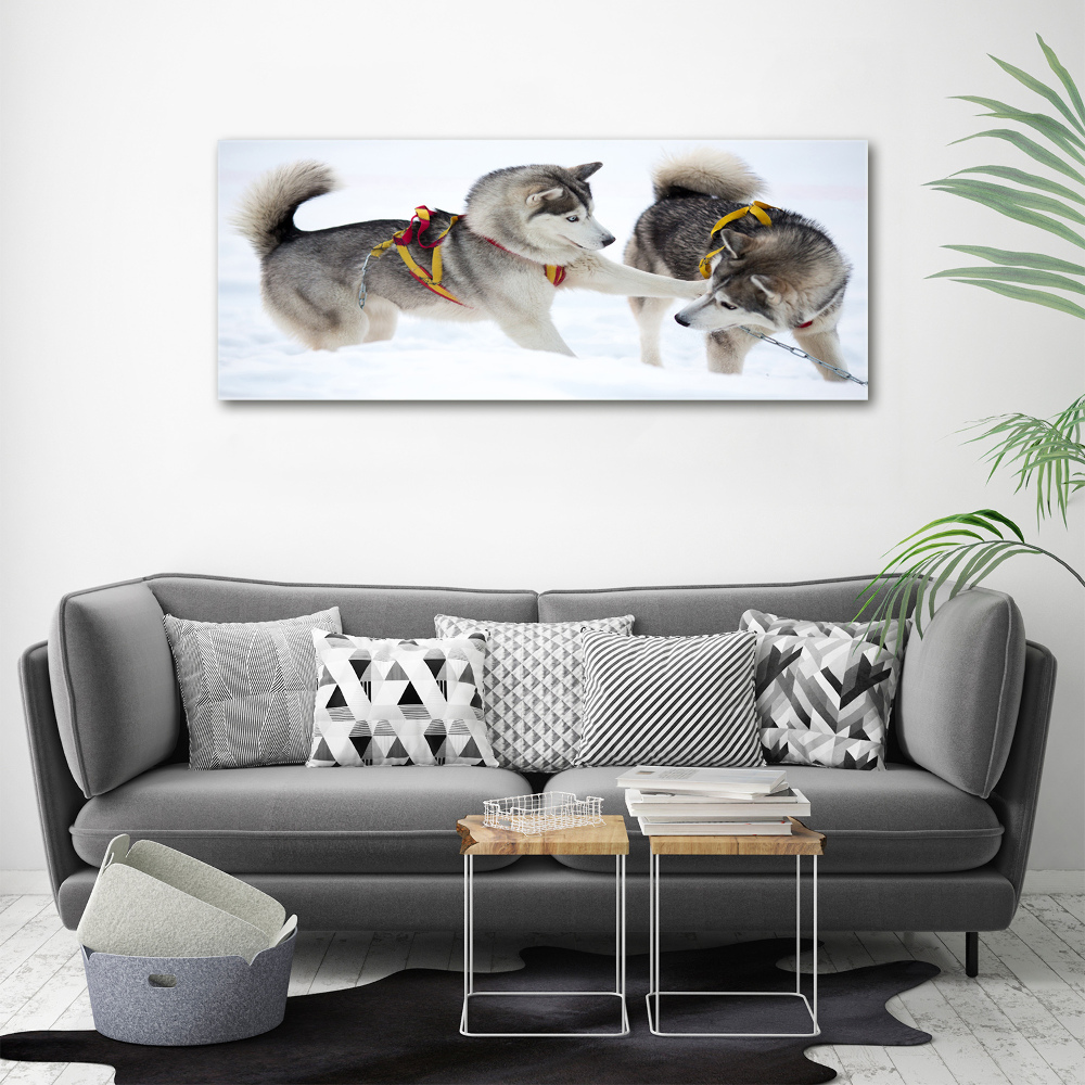 Tableau sur toile Husky en hiver