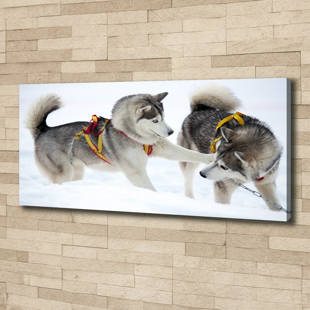 Tableau sur toile Husky en hiver