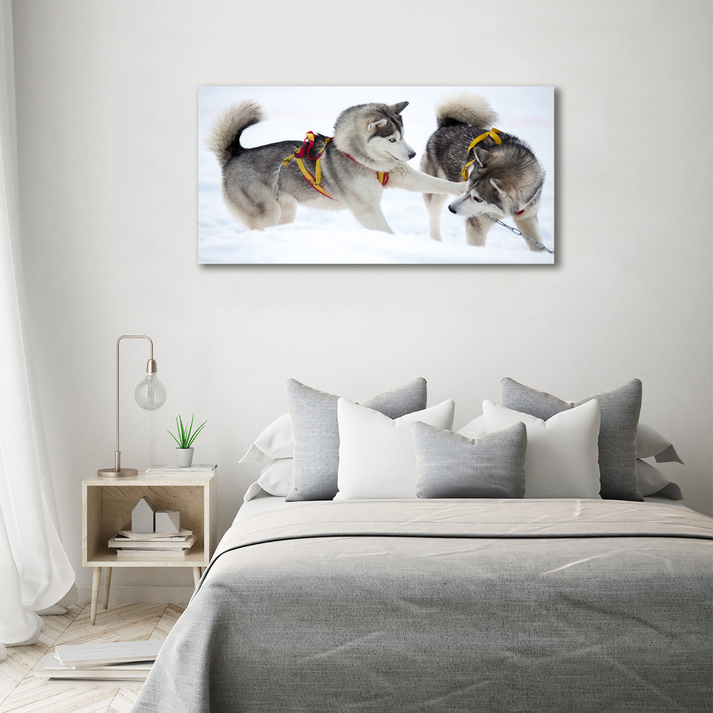 Tableau sur toile Husky en hiver