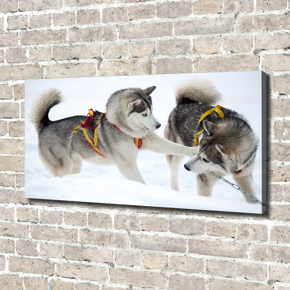 Tableau sur toile Husky en hiver