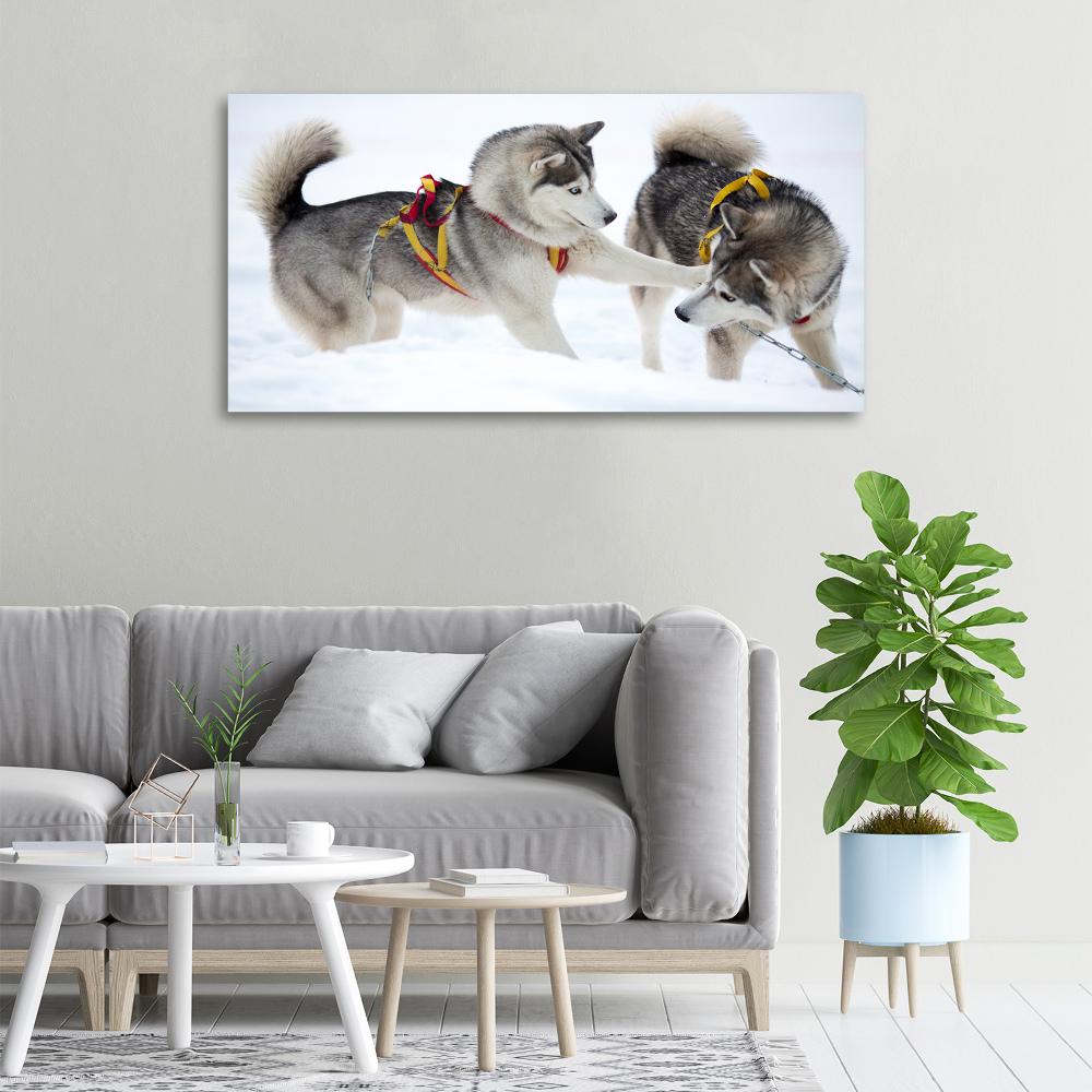 Tableau sur toile Husky en hiver