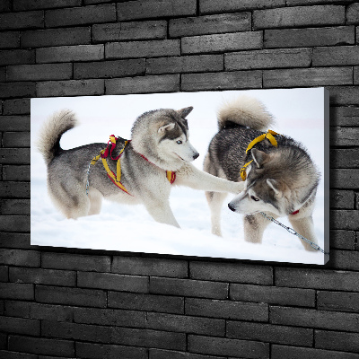 Tableau sur toile Husky en hiver