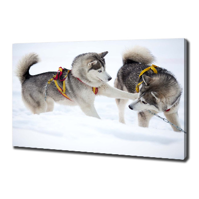 Tableau sur toile Husky en hiver