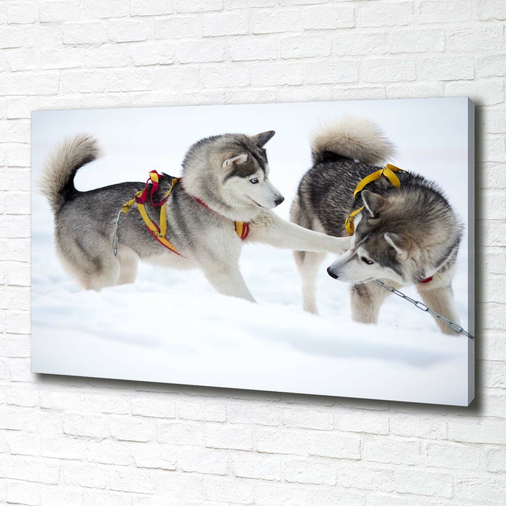 Tableau sur toile Husky en hiver