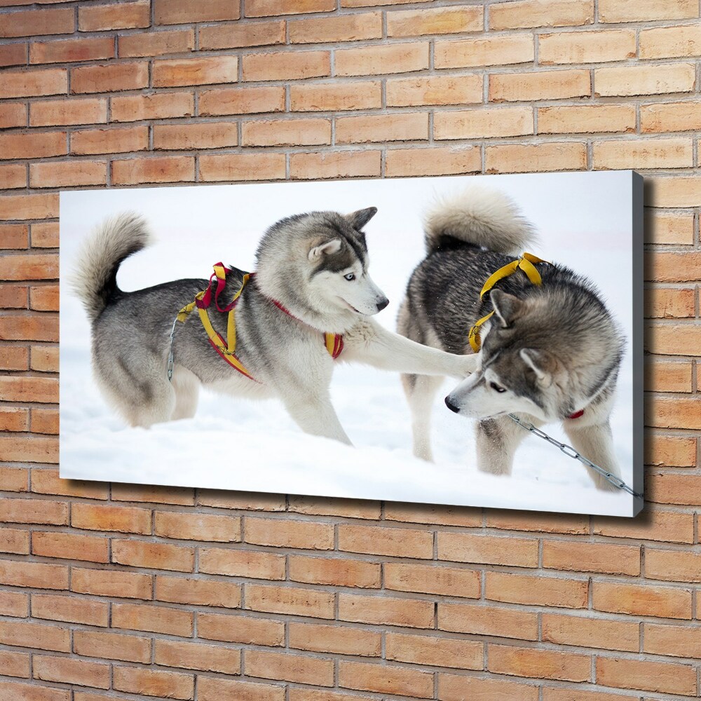 Tableau sur toile Husky en hiver