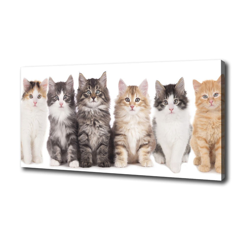 Tableau toile imprimée Six chats