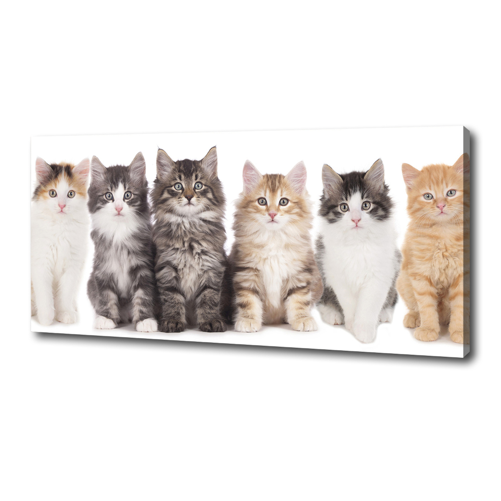 Tableau toile imprimée Six chats