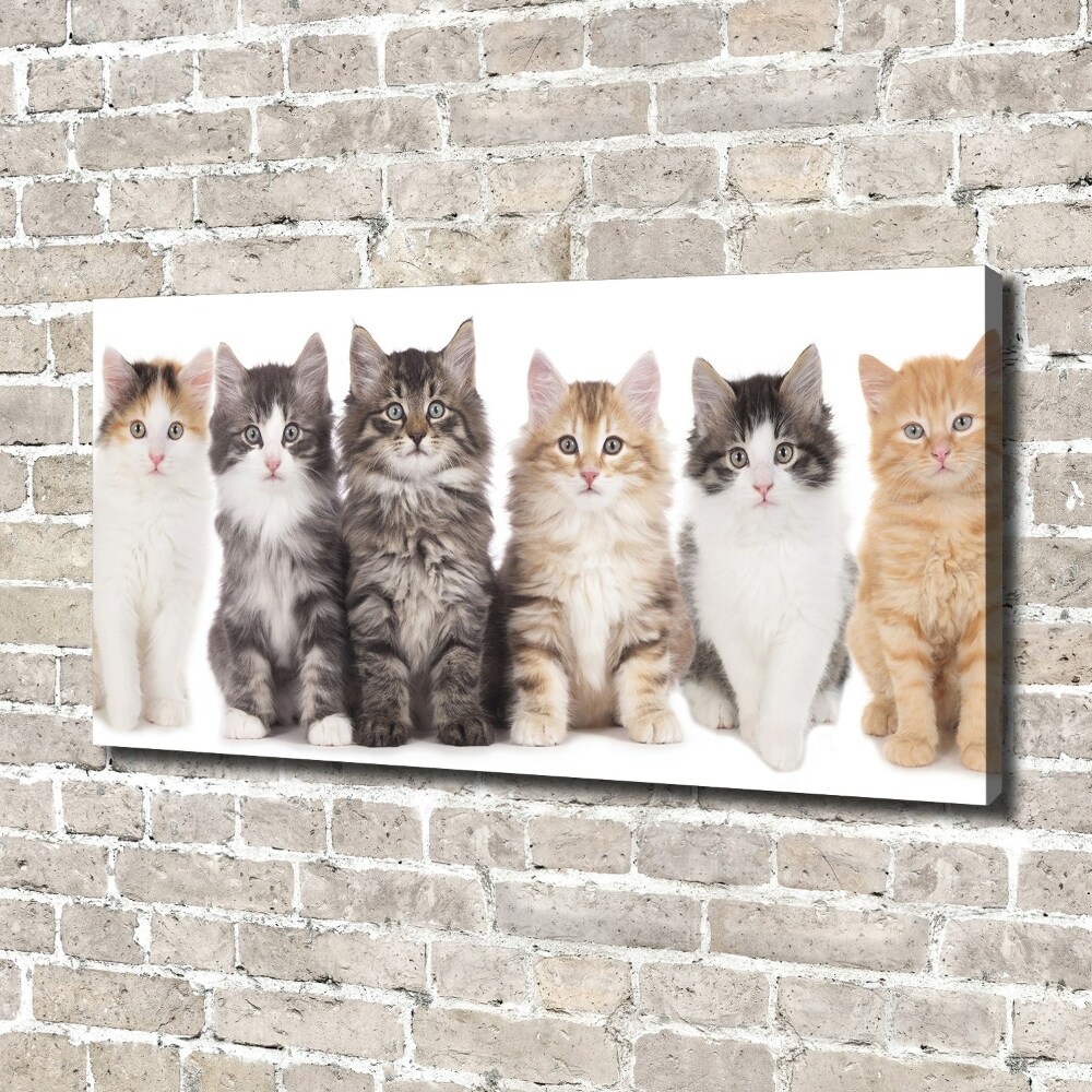 Tableau toile imprimée Six chats