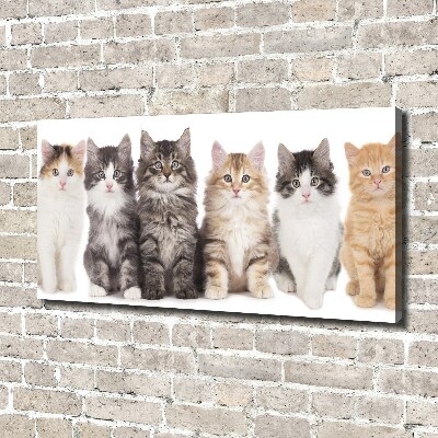 Tableau toile imprimée Six chats