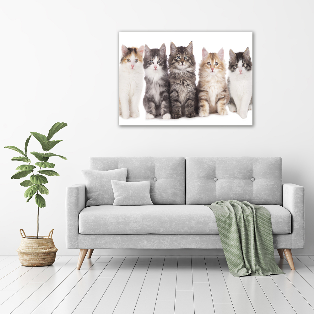 Tableau toile imprimée Six chats