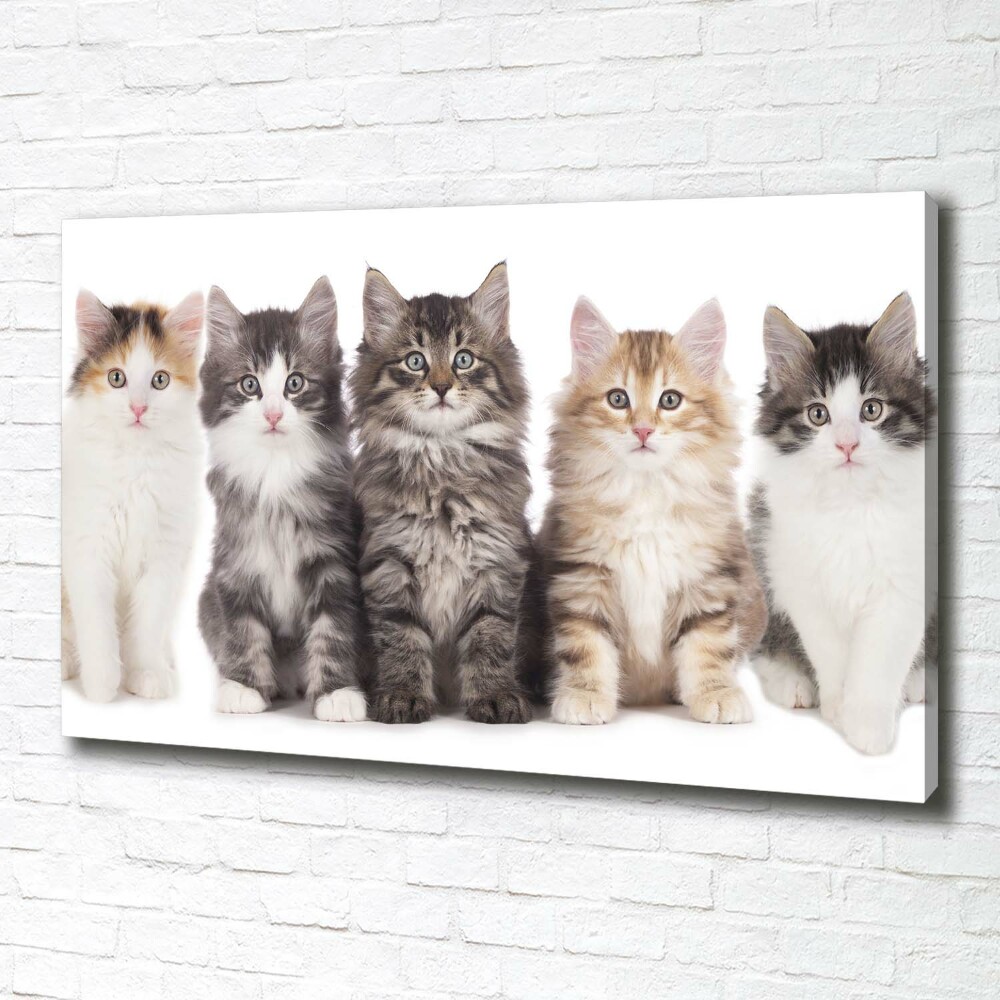 Tableau toile imprimée Six chats