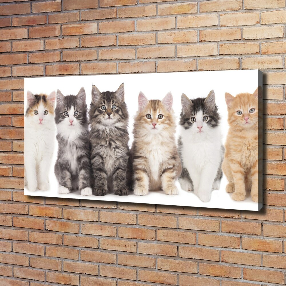 Tableau toile imprimée Six chats