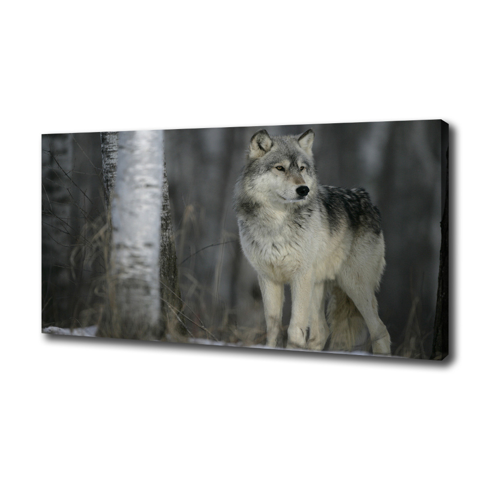 Tableau imprimé sur toile Loup gris