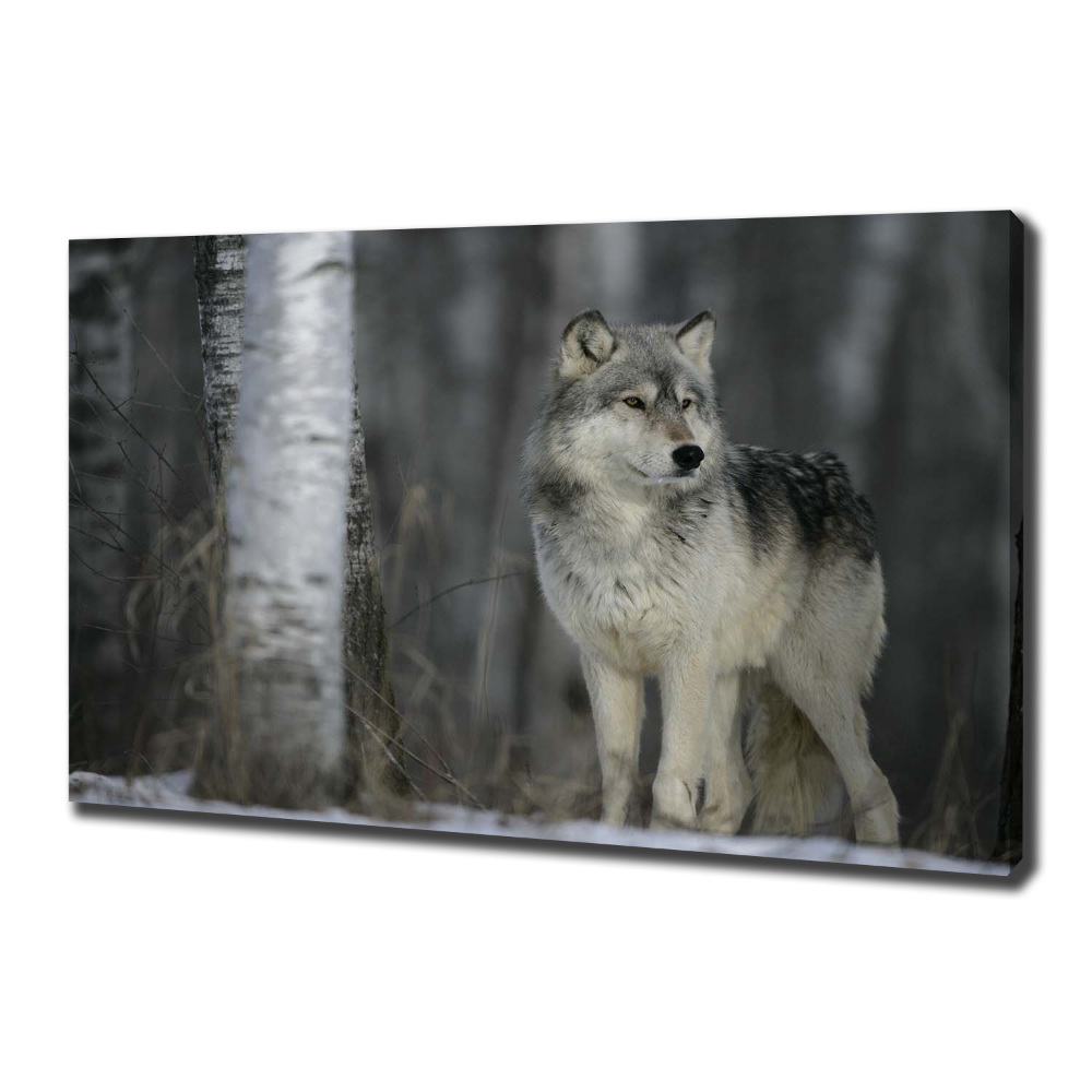 Tableau imprimé sur toile Loup gris