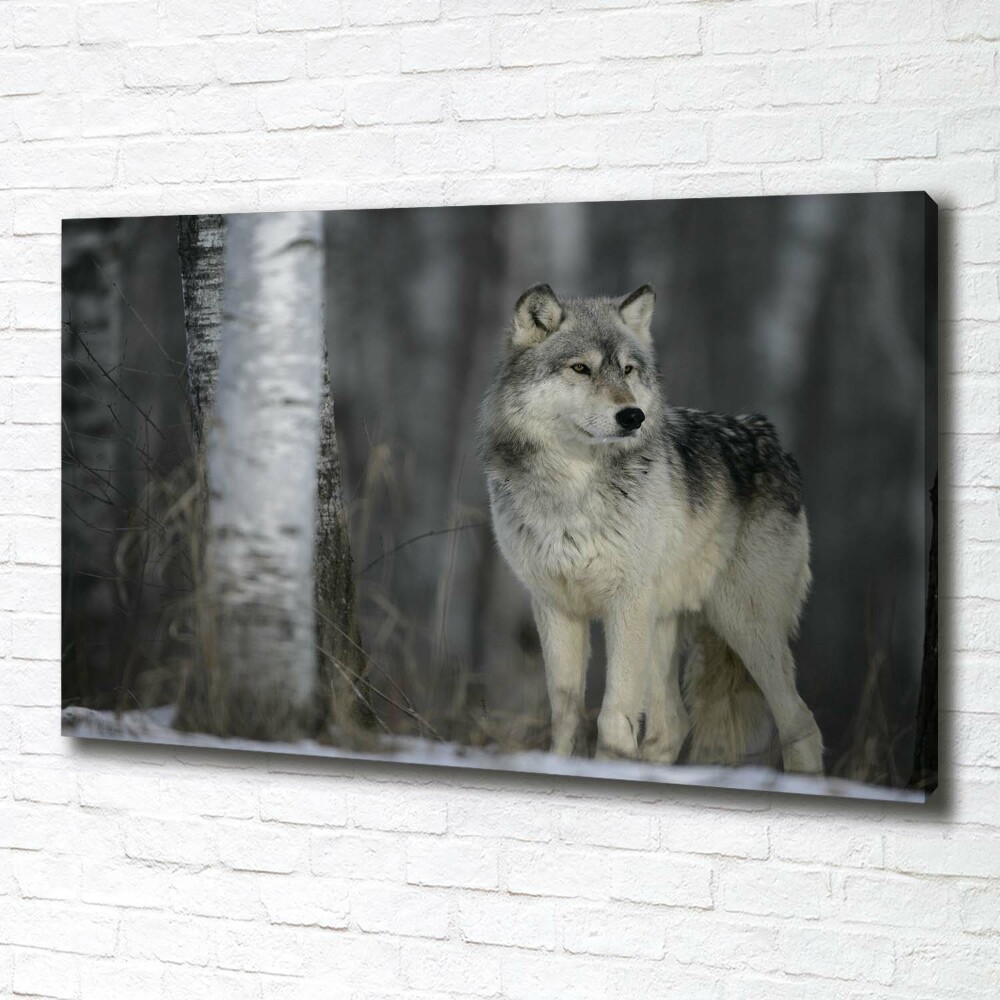 Tableau imprimé sur toile Loup gris