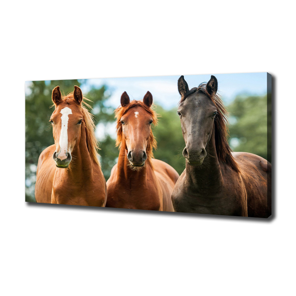 Tableau sur toile Trois chevaux