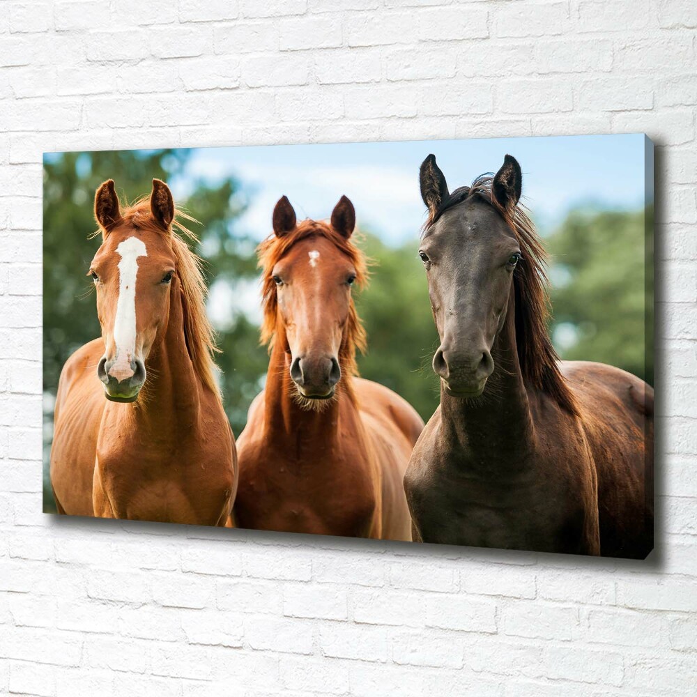 Tableau sur toile Trois chevaux