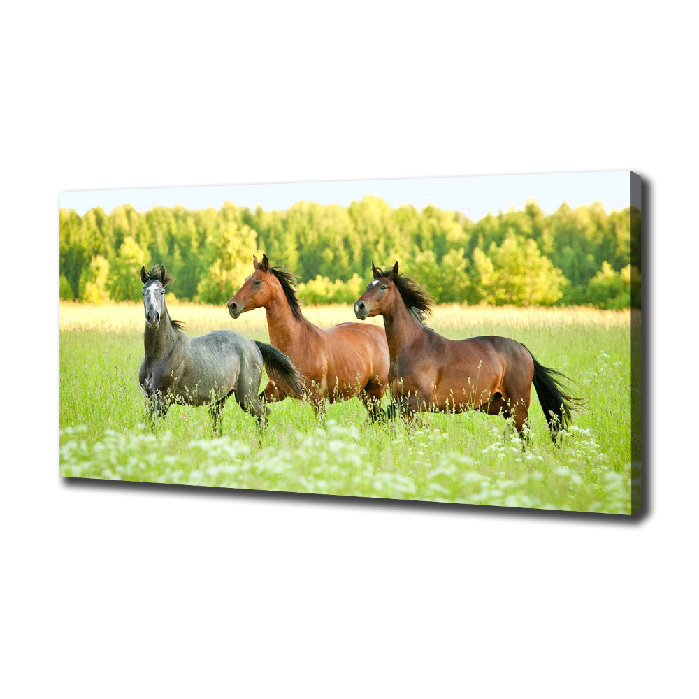 Tableau mural sur toile Chevaux au galop